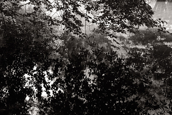 Leaves and pondDSCF6319 copy-gigapixel-high fidelity v2-4x