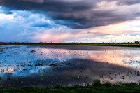 2-18-19 sunset on ricefield 1