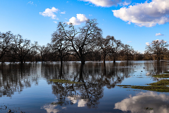 flooded orchard