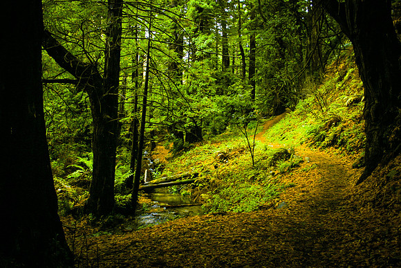 the spring in Soberanes Canyon