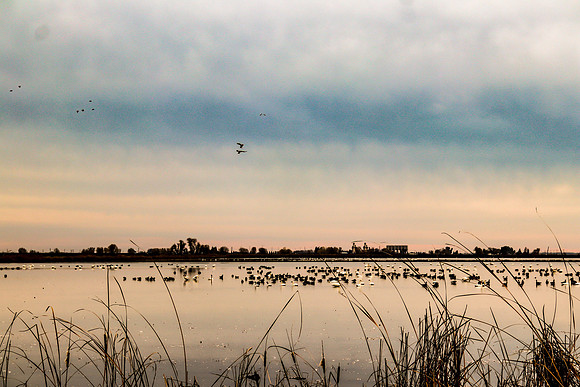 YUBA CITY ducks in field Dec. 1