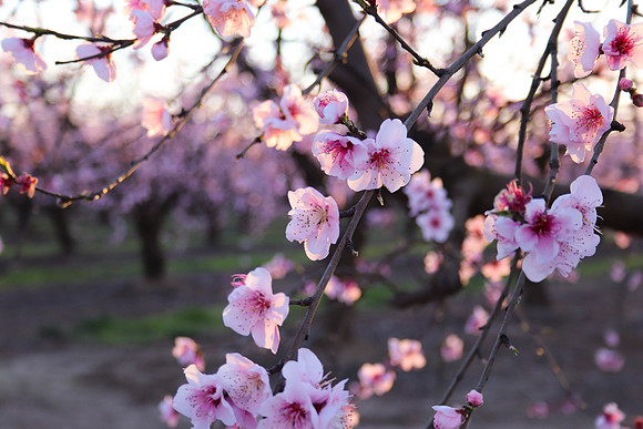 Orchard in Bloom 1